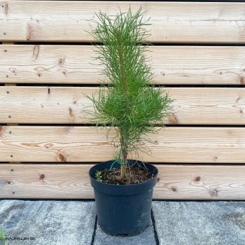 Pinus Sylvestris, Borovica lesná, kont. C5L, výška: 40-60 cm (-30°C)